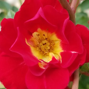Vrtnica brez vonja - Roza - Red Drift® - 